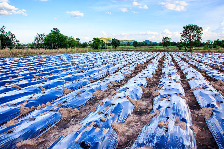 Rows of mulch covered in plastic
