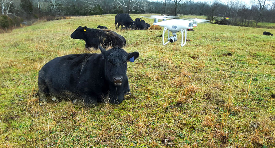 A drone hovers a few feet away from a cow (Credit: Hoagg/Jackson/Sama/Yang)