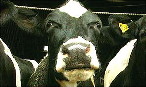 Cow