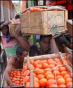 Tomatoes being loaded onto a lorry