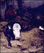 Cow