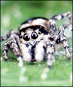 Spider, RSPB