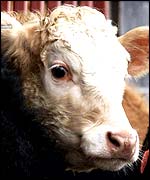 Cow