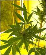 Cannabis plant