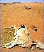 Dead cow