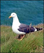 Gull