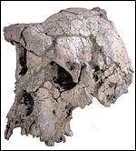 Skull, Nature