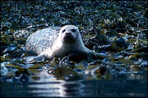 Common seal SMRU
