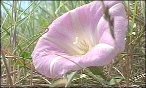 orchid