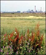 Cliffe Marsh site