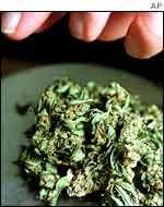 Marijuana 