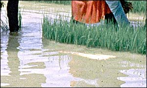 Paddy field