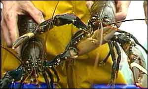 Lobster, PA