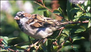 The demise of the sparrow