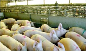 Pigs at market