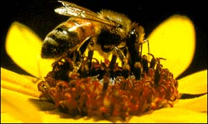 Honey bee