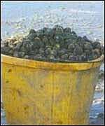 Cockles