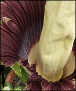 Flower, University of Wisconsin-Madison