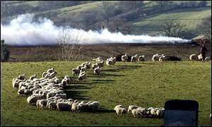 Devon sheep