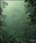 Trees in clouds R O Lawton