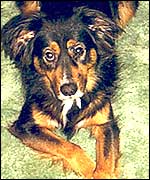 Henri the dog