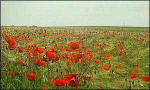 Poppies