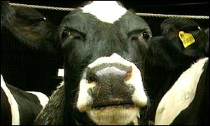 Cow