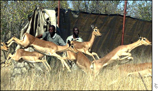 Impala released in Mozambique
