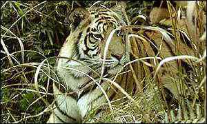 tiger