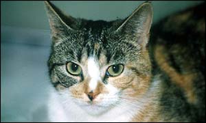 Cat (generic)