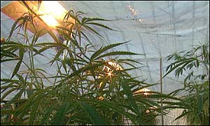 Cannabis plant