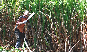Sugar cane field 