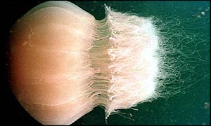Jellyfish