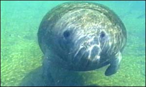 Manatee