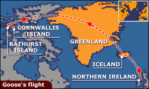 goose's flight