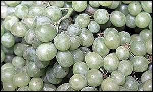 Grape off the vine