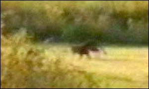 Suspected Fen Tiger