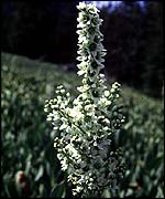 Corn lily