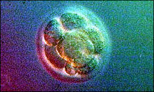 Seven-cell embryo