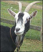 Bubble, the goat