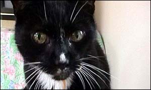 Peter, the cat