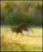 Unidentified black cat