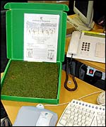 Grass in box