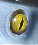 Shark eye