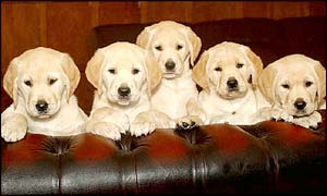 Puppies