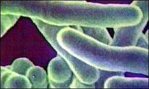 TB bacterium