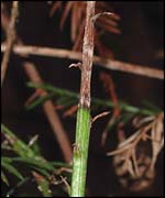 Tree, Matteo Garbelotto, UC Berkeley, and David Rizzo, UC Davis