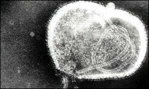 Flu virus
