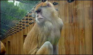 Gelada baboon
