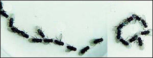 Flies, PNAS